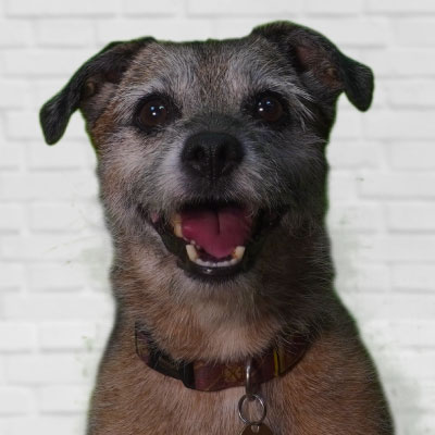 Hal at The Honest Diver